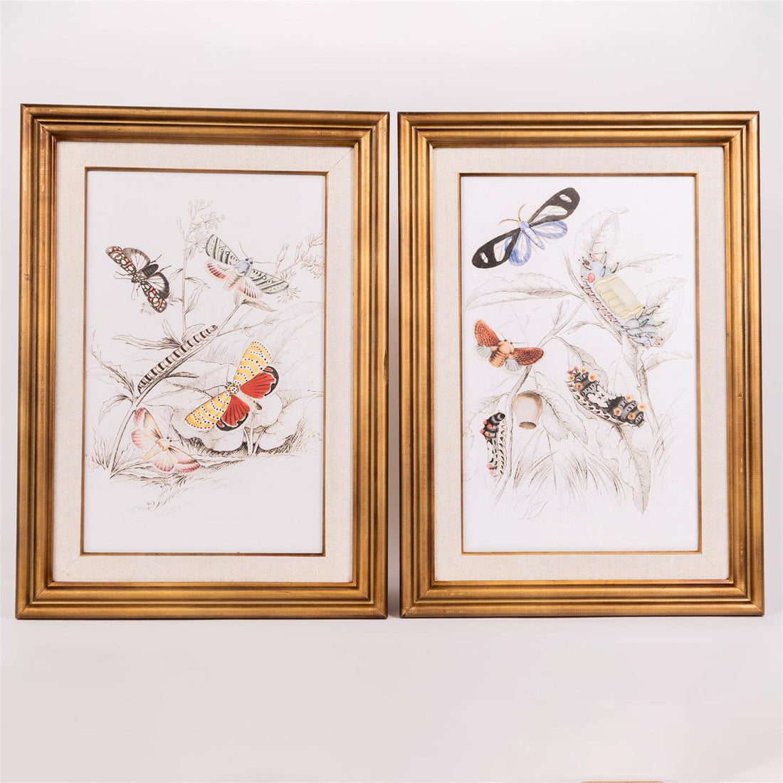 Framed Print - Butterfly Life Stages - 2 piece Set