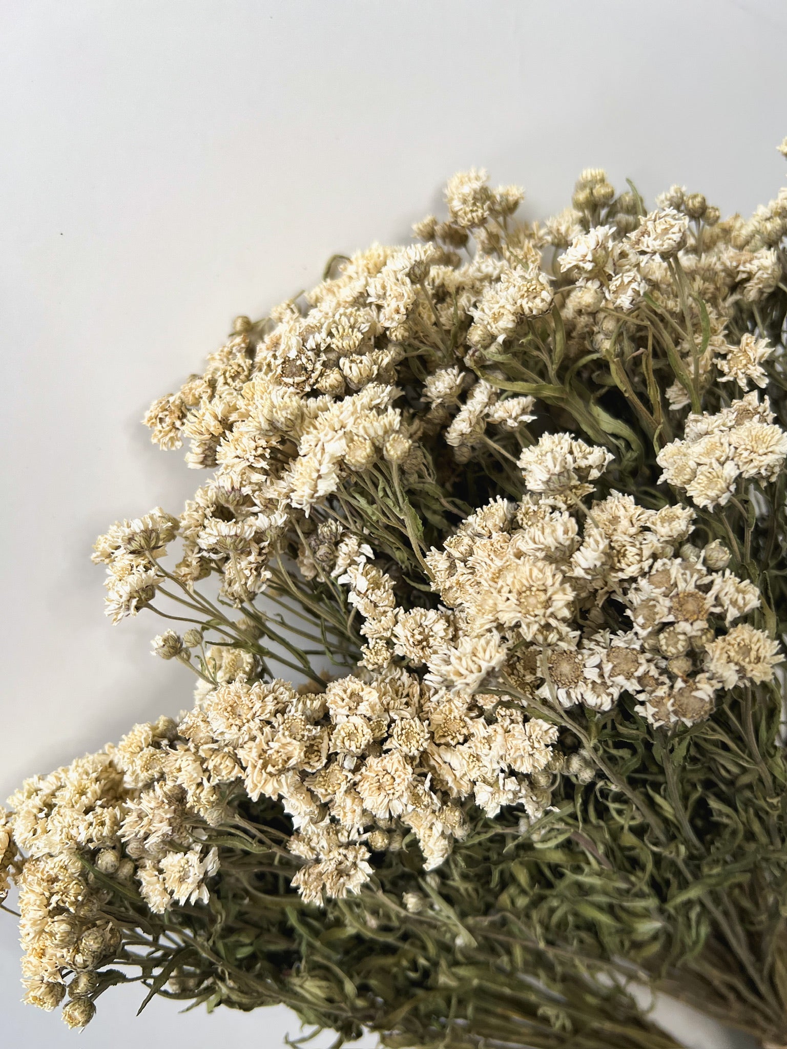 Dried Yarrow Peter Cottontail