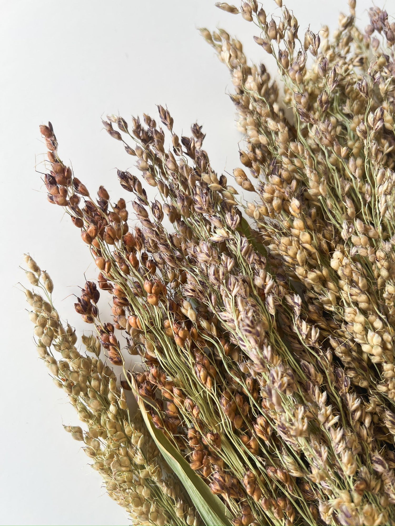 Dried Broomcorn Blonde