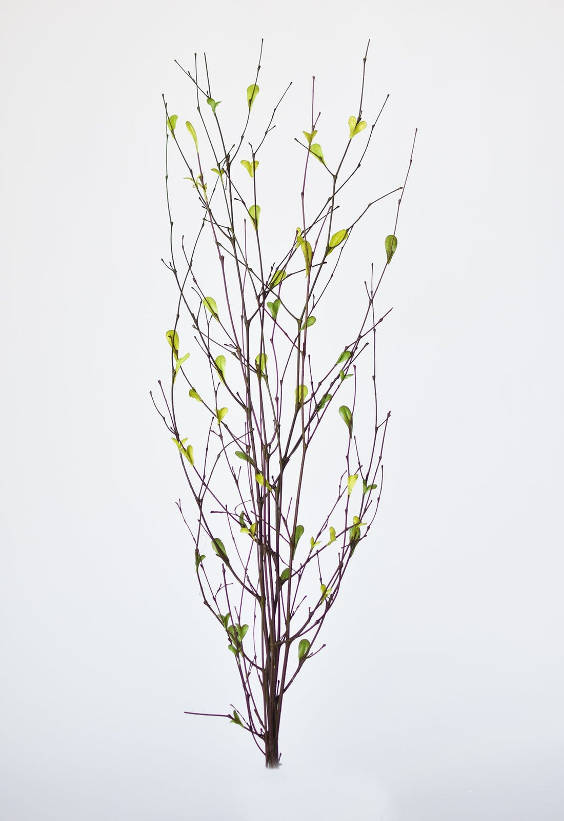 26" Branches with Faux Green Leaves