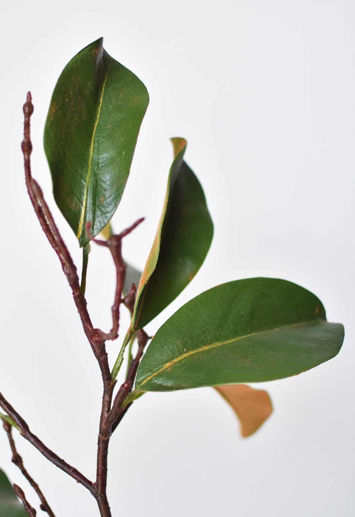 26" magnolia leaf branch