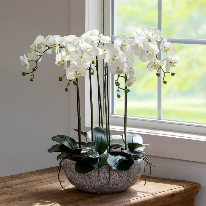 Phalaenopsis Orchid Plant in Concrete Bowl