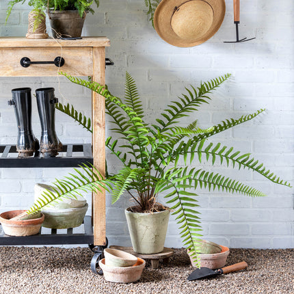 Large Flat Fern, Potted