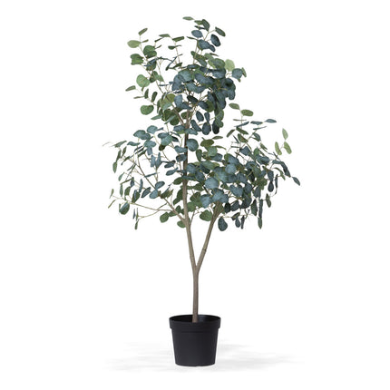 Eucalyptus Tree in Grower's Pot, 60