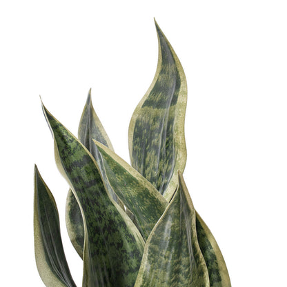 18" Artificial Light Green Snake Plant