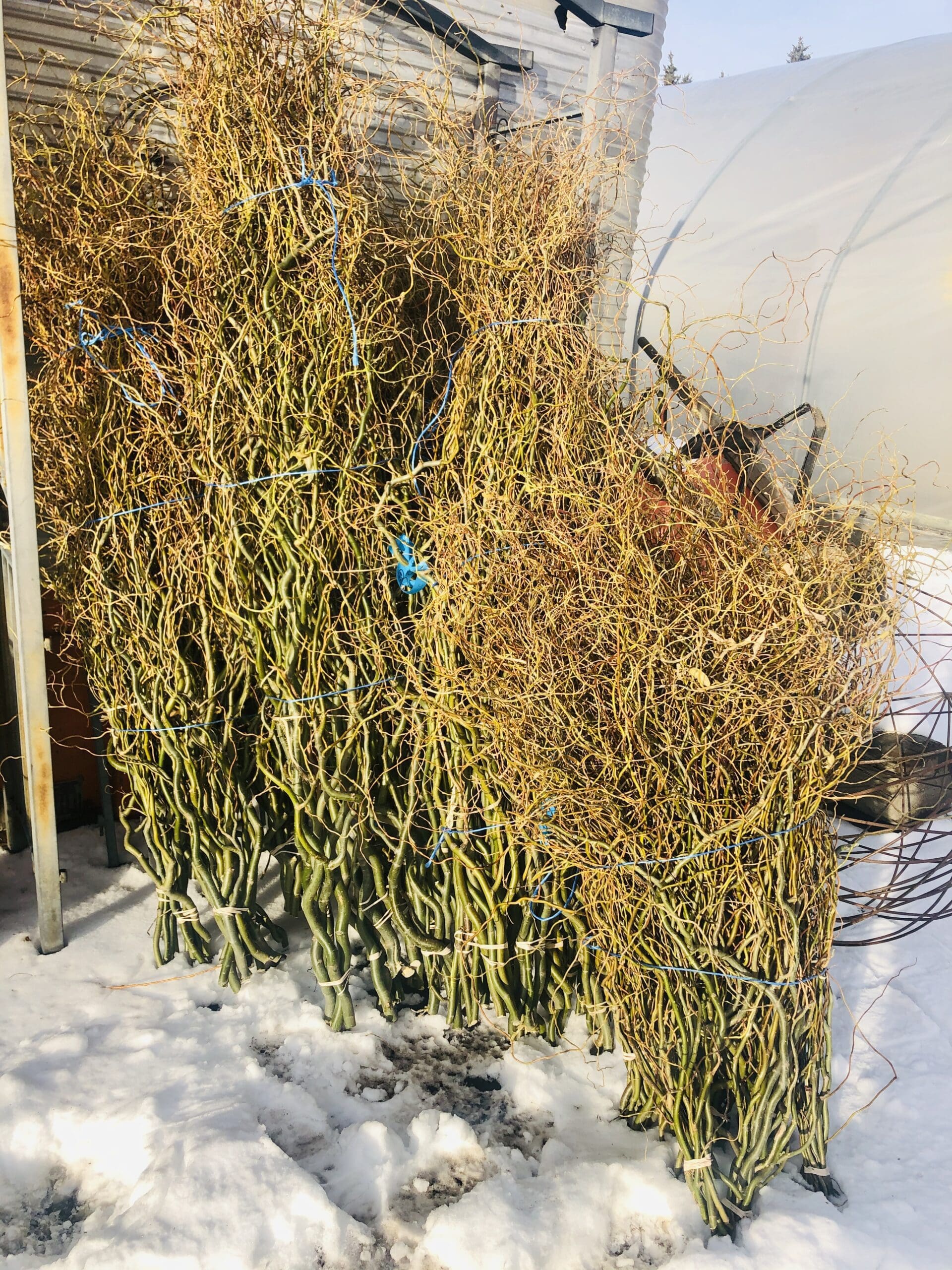 Curly Willow Bunch - Green