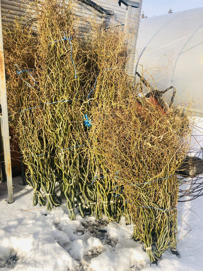 Curly Willow Bunch - Green