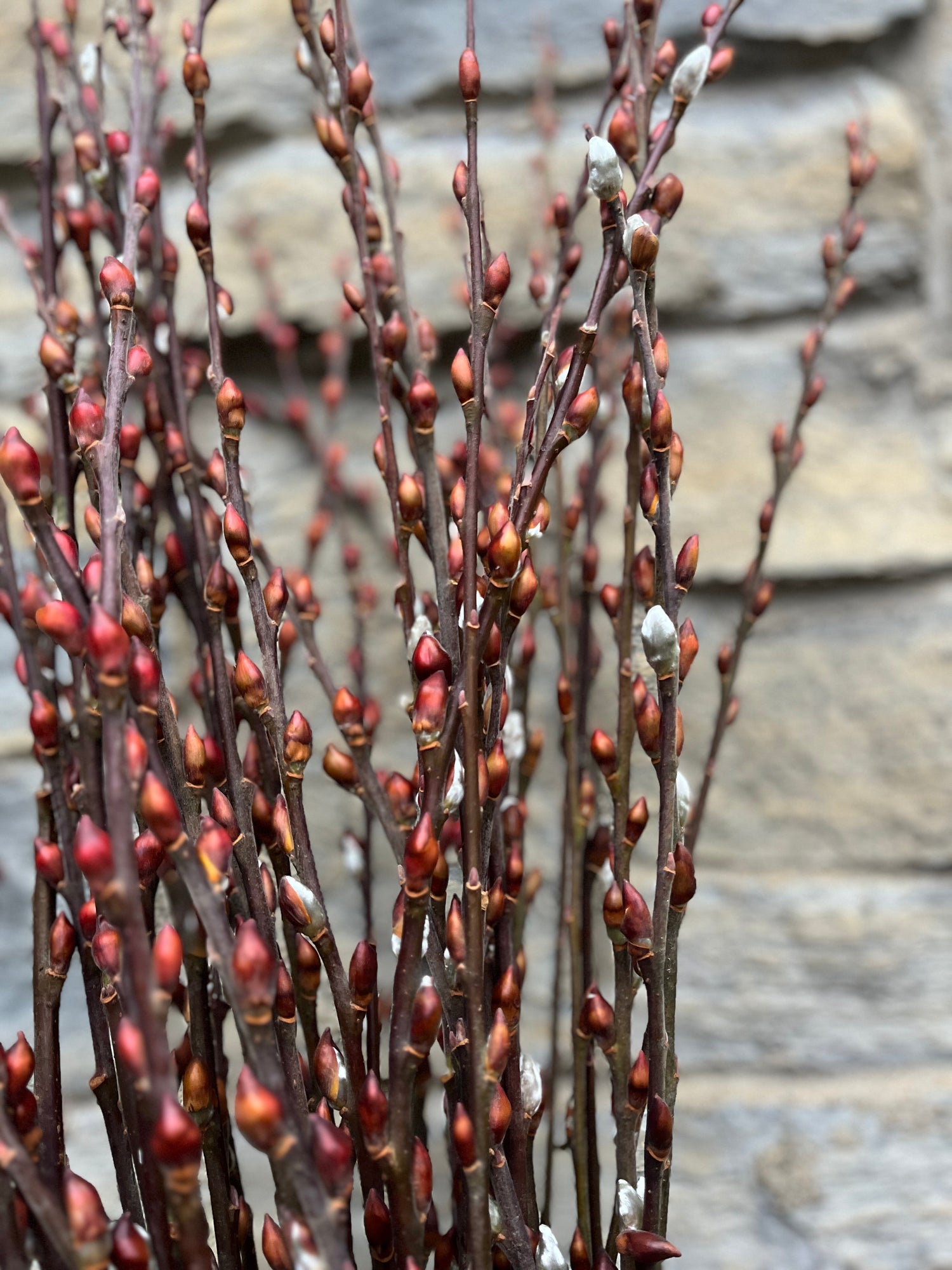 Willow-Red Bud With Shells On
