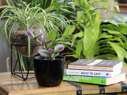 Peace Lily Cache Pot 10.0" D x 8.5" H By Plantatorem