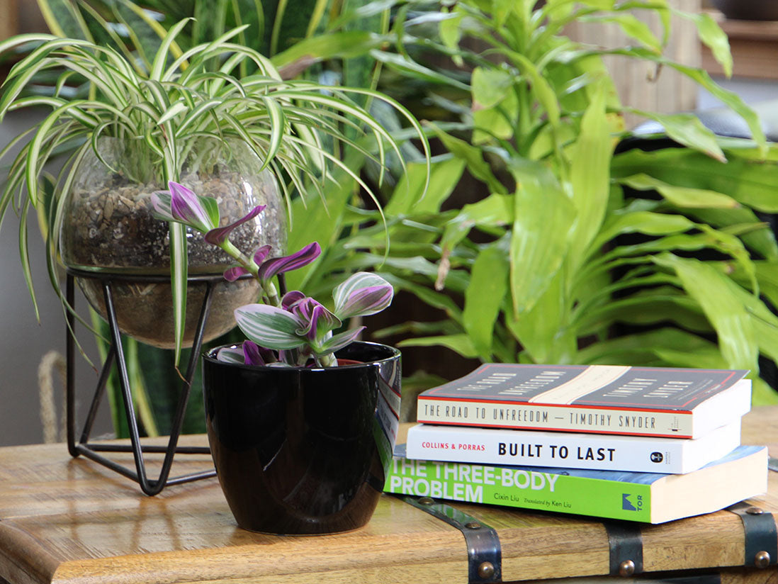 Peace Lily Cache Pot 10.0" D x 8.5" H By Plantatorem