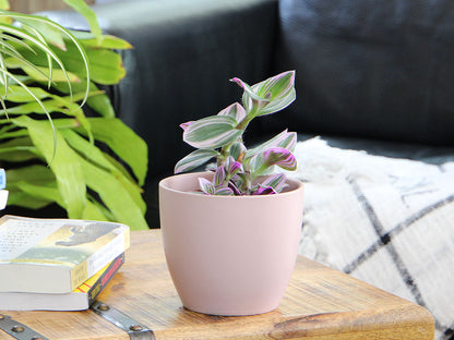 Peace Lily Cache Pot- 5.5" x 4.5" By Plantatorem