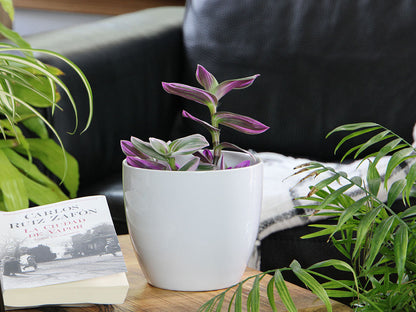 Peace Lily Cache Pot 10.0" D x 8.5" H By Plantatorem