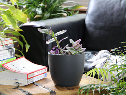 Peace Lily Cache Pot- 5.5" x 4.5" By Plantatorem