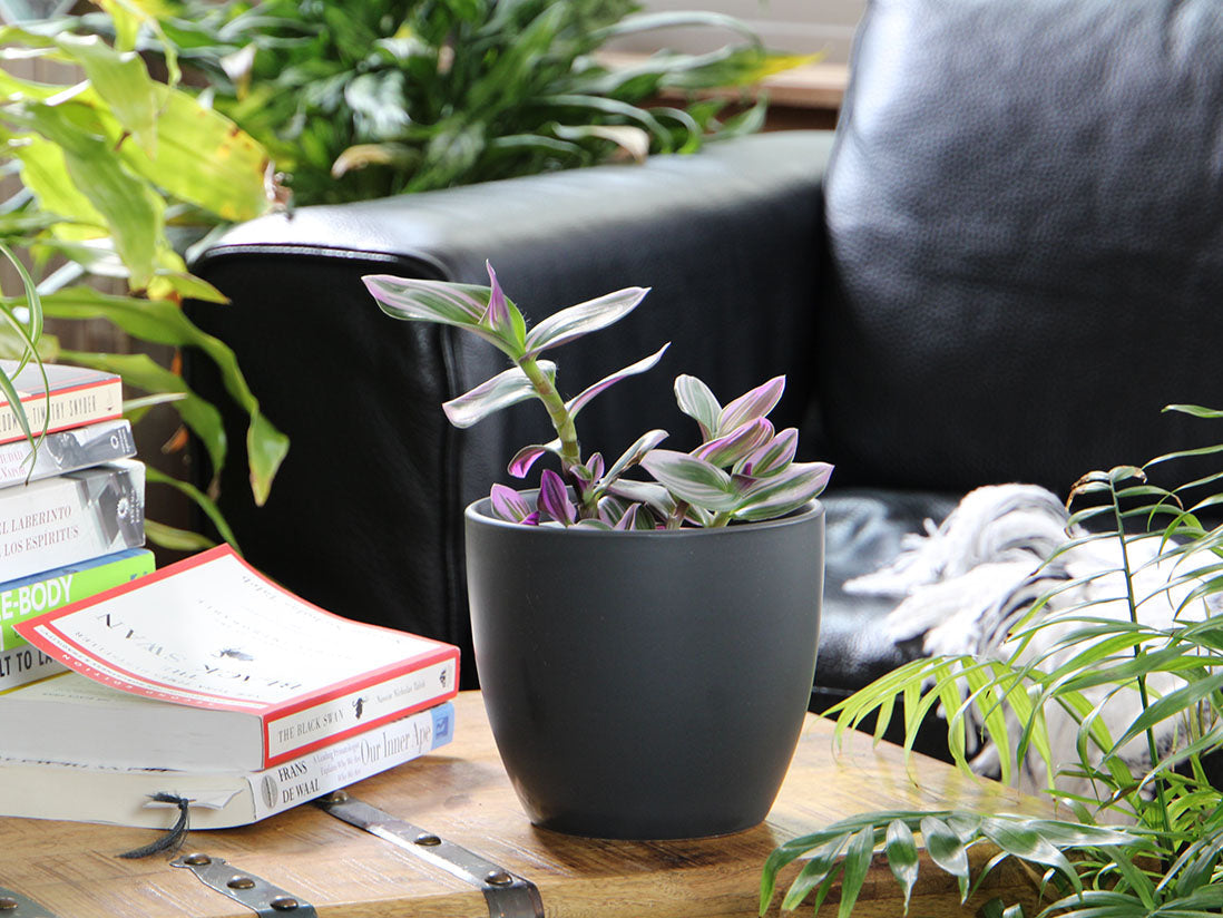 Peace Lily Cache Pot- 5.5" x 4.5" By Plantatorem