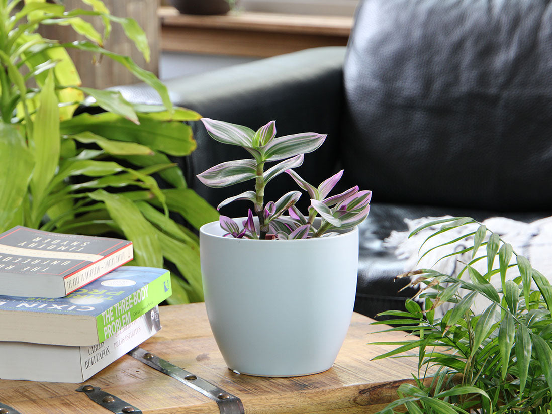 Peace Lily Cache Pot- 5.5" x 4.5" By Plantatorem