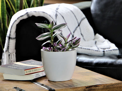 Peace Lily Cache Pot- 5.5" x 4.5" By Plantatorem
