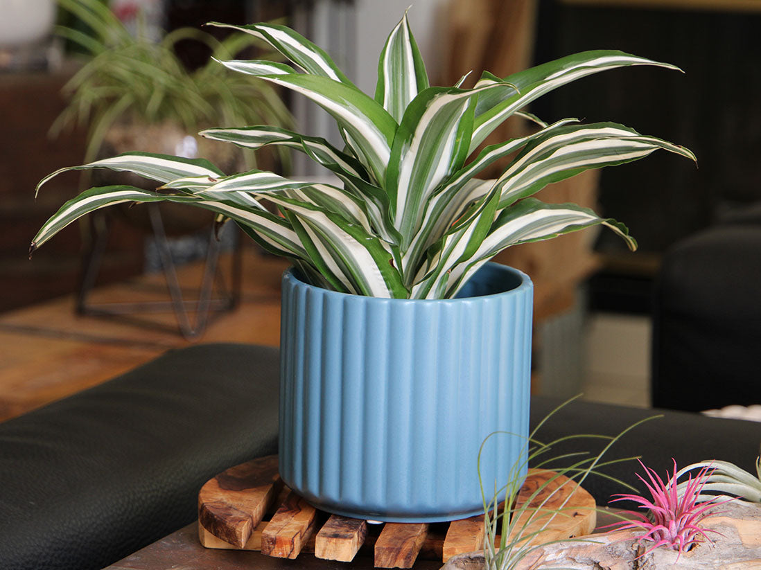 Brush Comb Planter- 8.0" x 8.0" By Plantatorem