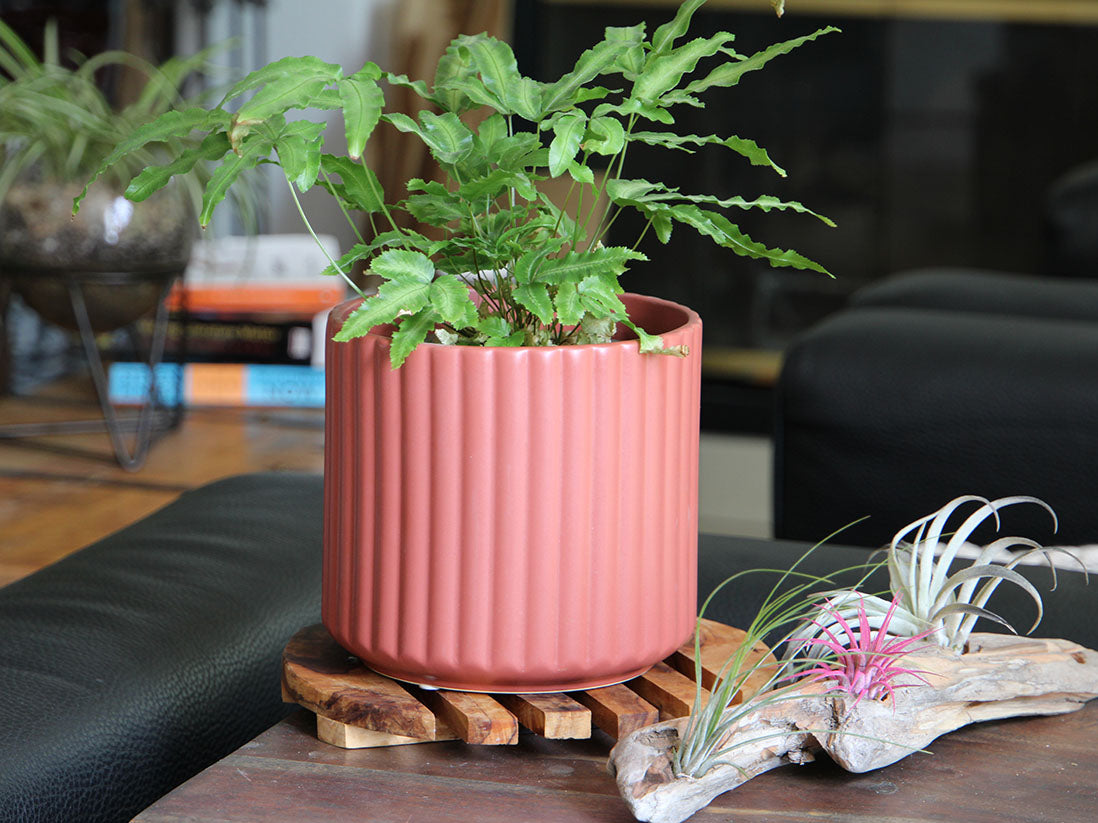 Brush Comb Planter- 5.5" x 5.0" By Plantatorem