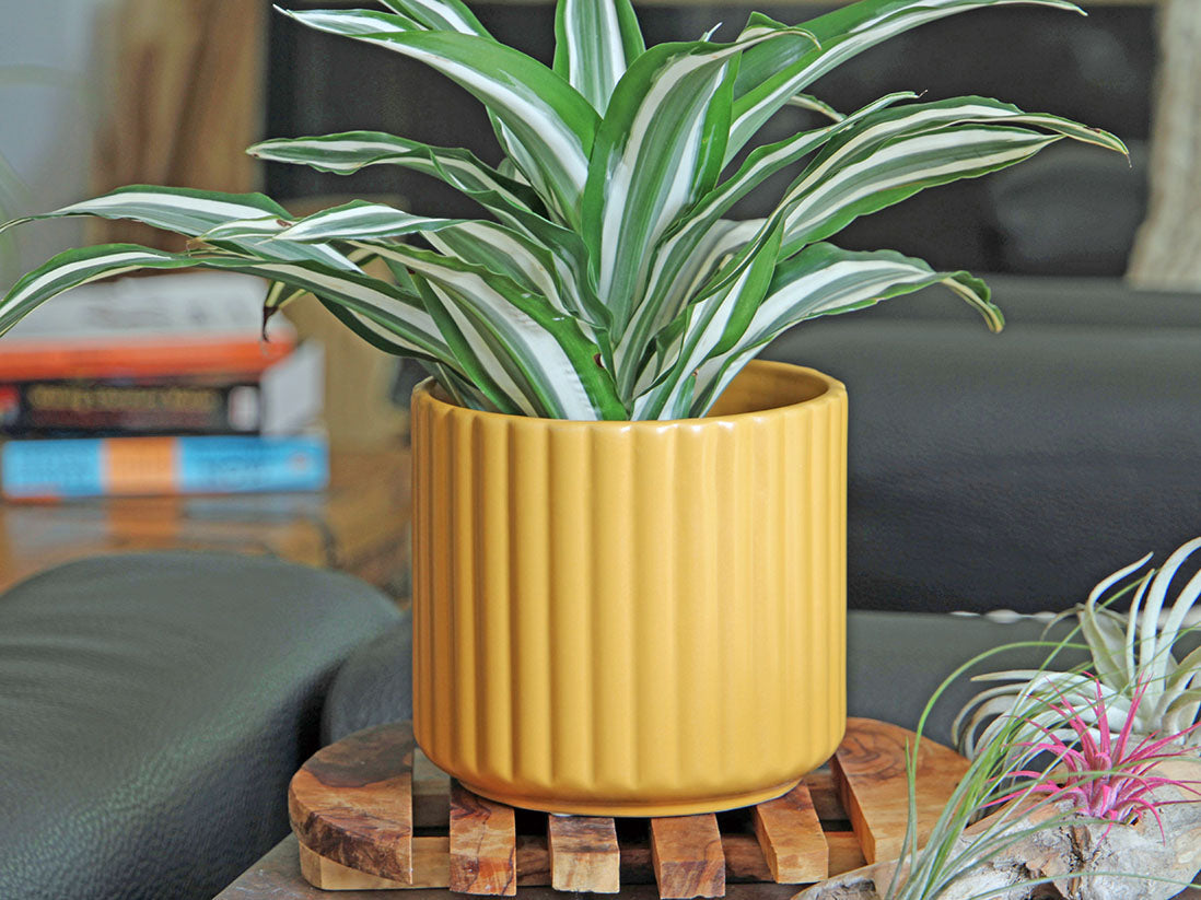 Brush Comb Planter- 5.5" x 5.0" By Plantatorem