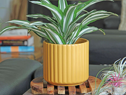 Brush Comb Planter- 8.0" x 8.0" By Plantatorem