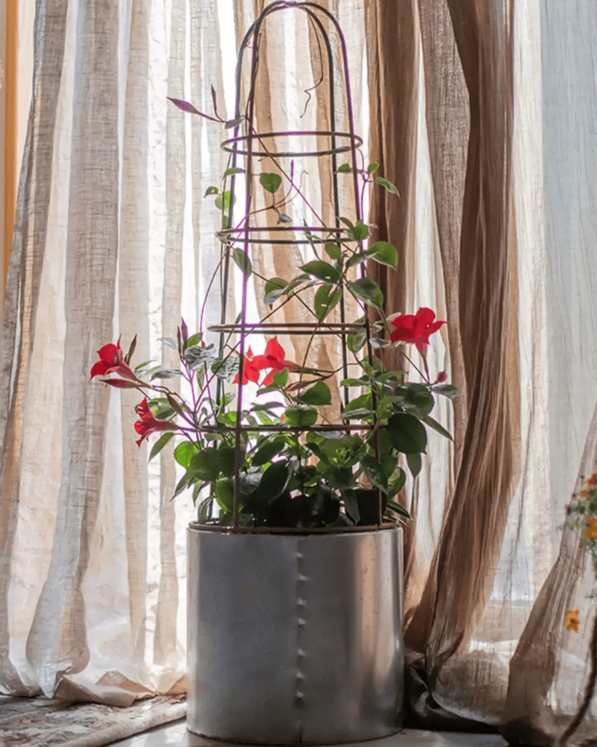 Metal Obelisk Trellis Planter