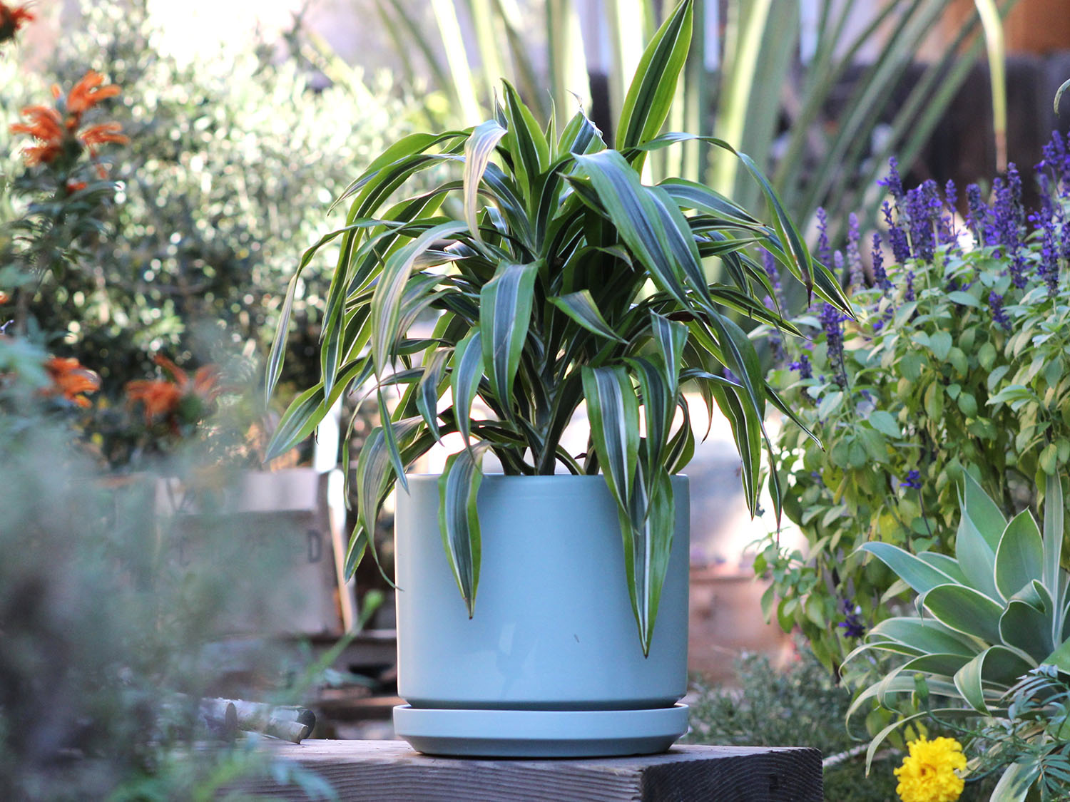 Mid Modern Planter With Detached Saucer "12.0" D x 10.5" H" By Plantatorem