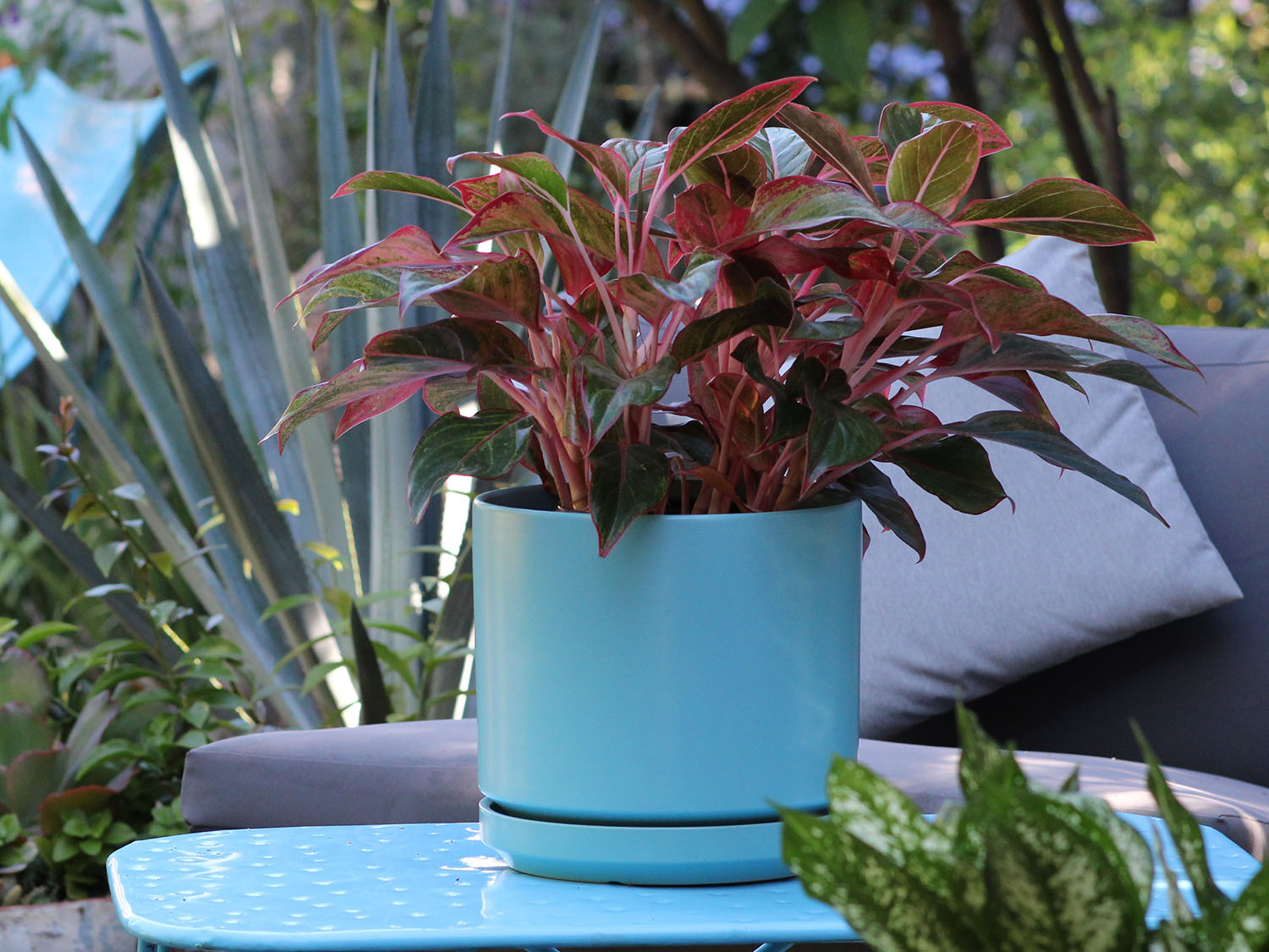 Mid Modern Planter With Detached Saucer "14.0" D x 12.0" H" By Plantatorem