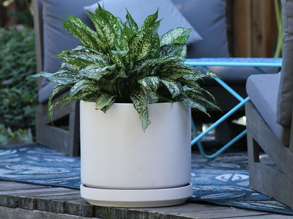 Mid Modern Planter With Detached Saucer "14.0" D x 12.0" H" By Plantatorem