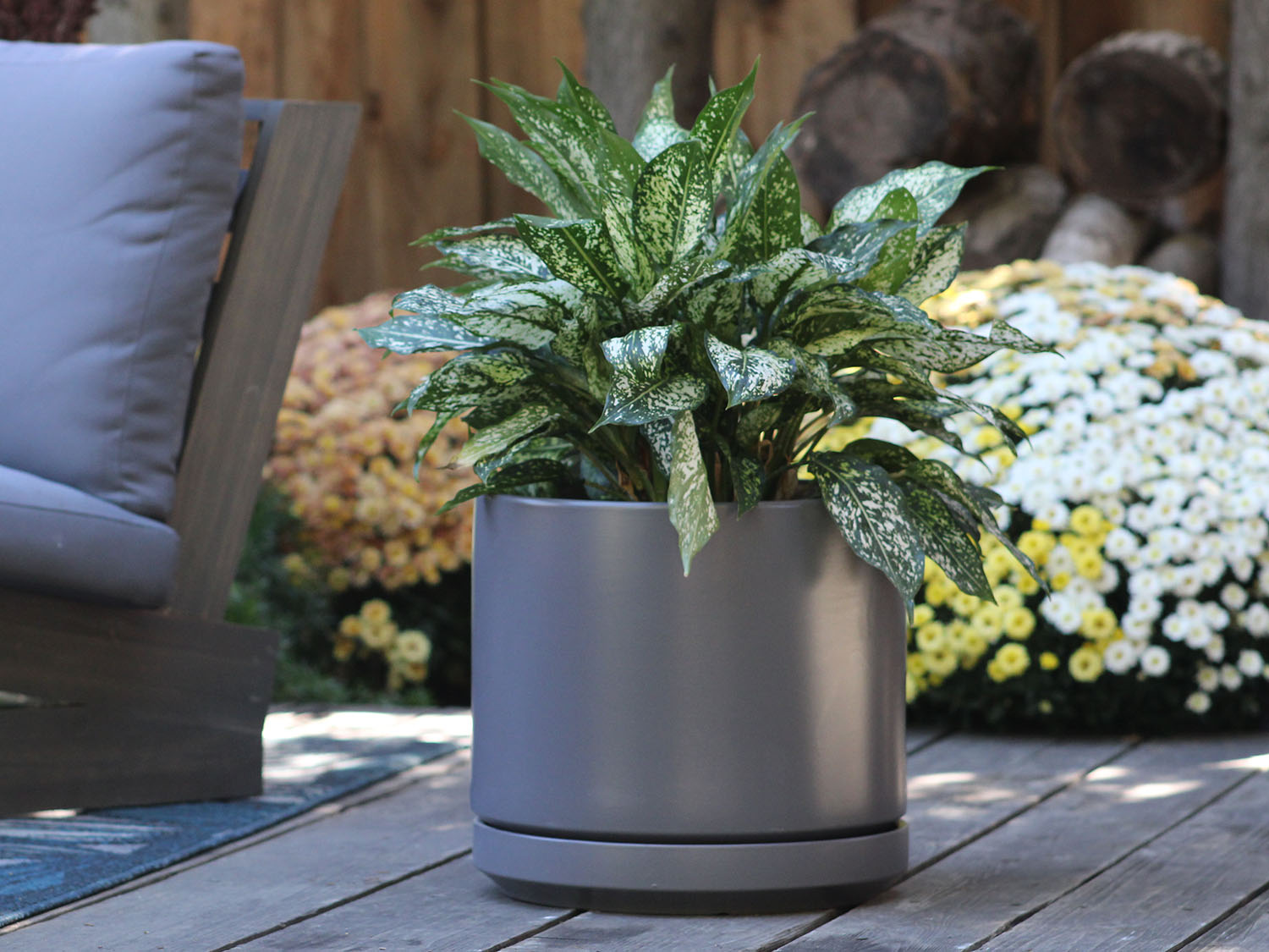 Mid Modern Planter With Detached Saucer "10.0" D x 9.0" H" By Plantatorem