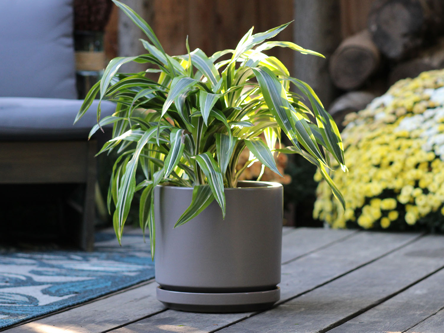 Mid Modern Planter With Detached Saucer "10.0" D x 9.0" H" By Plantatorem