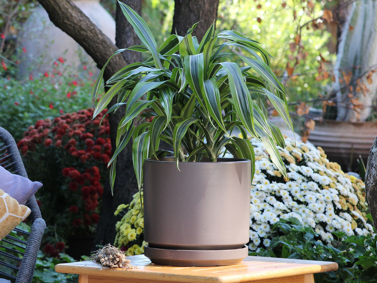 Mid Modern Planter With Detached Saucer "14.0" D x 12.0" H" By Plantatorem