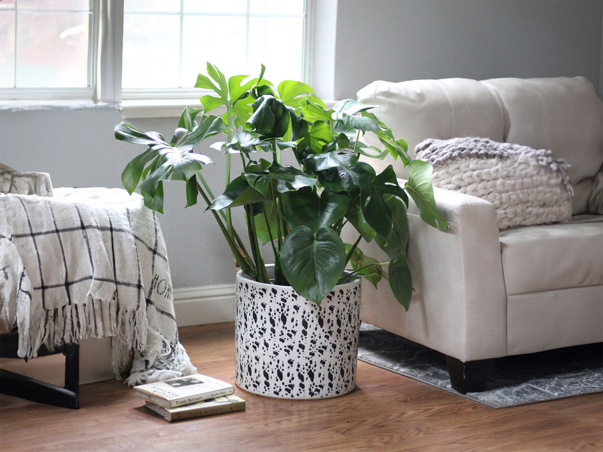 Easter Lilly Planter By Plantatorem