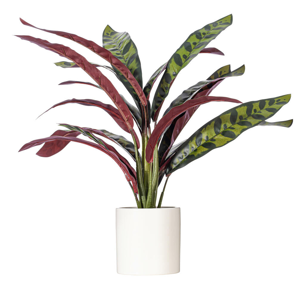 19" Rattlesnake Calathea Lancifolia in White Ceramic Pot.