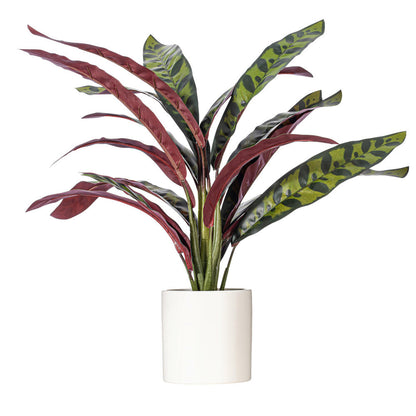 19" Rattlesnake Calathea Lancifolia in White Ceramic Pot.