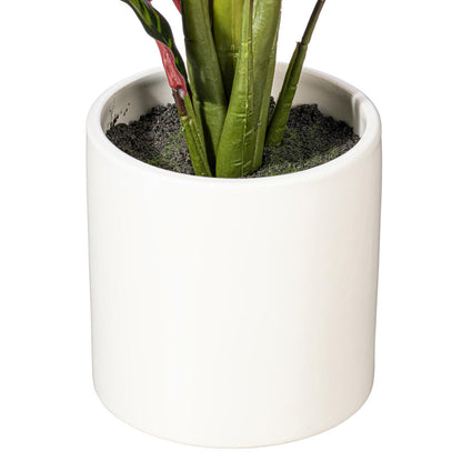 19" Rattlesnake Calathea Lancifolia in White Ceramic Pot.