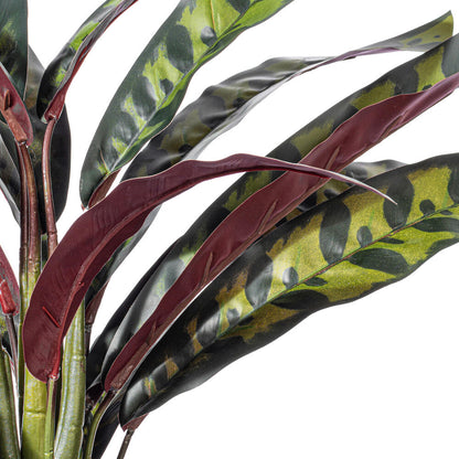 19" Rattlesnake Calathea Lancifolia in White Ceramic Pot.