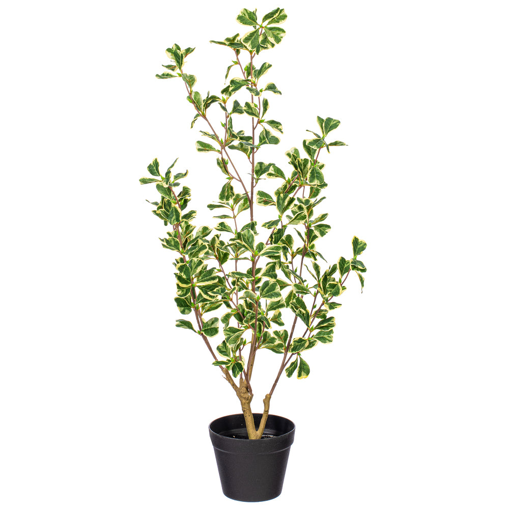 36" Artificial Variegated Triangle Ficus Potted