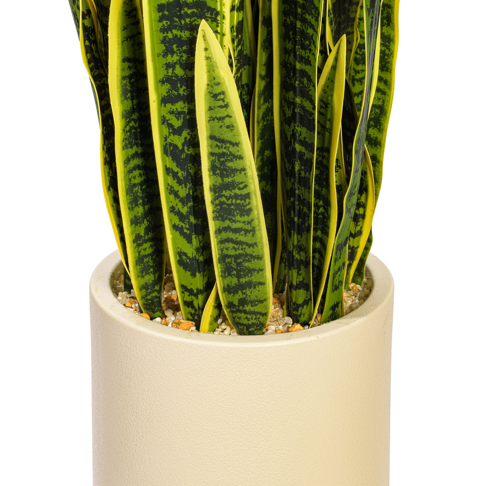 Green Yellow Sansevieria Snake Potted