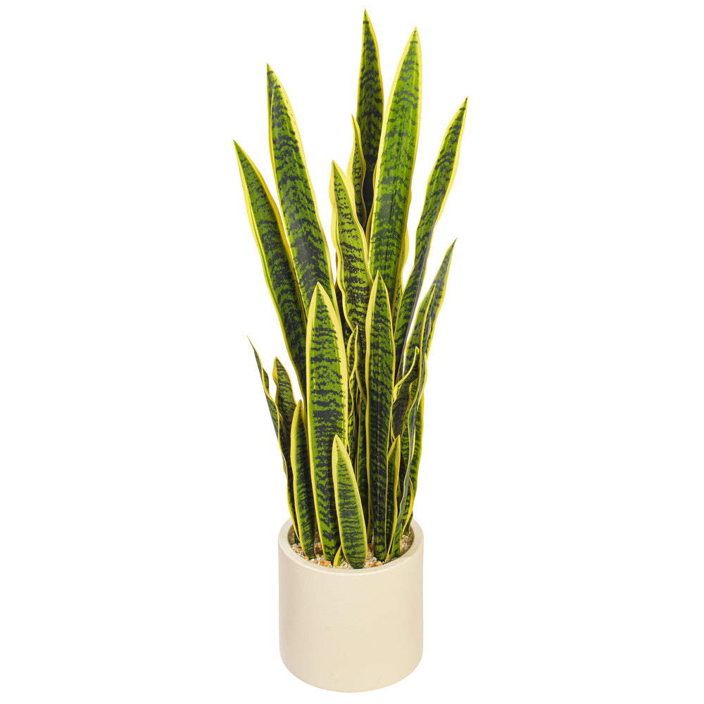 Green Yellow Sansevieria Snake Potted