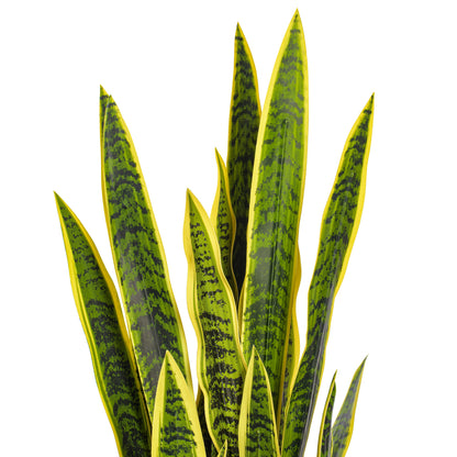 Green Yellow Sansevieria Snake Potted