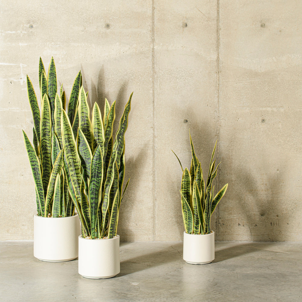 Green Yellow Sansevieria Snake Potted