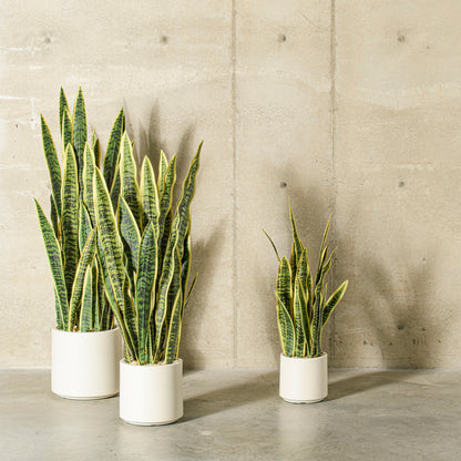 Green Yellow Sansevieria Snake Potted