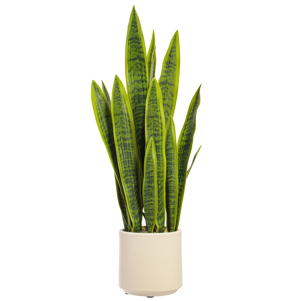 Green Sansevieria Snake Potted