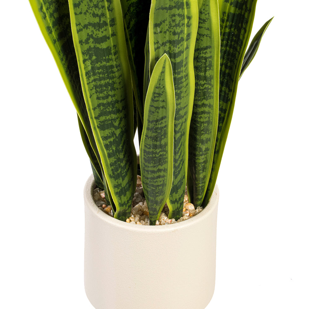 Green Sansevieria Snake Potted