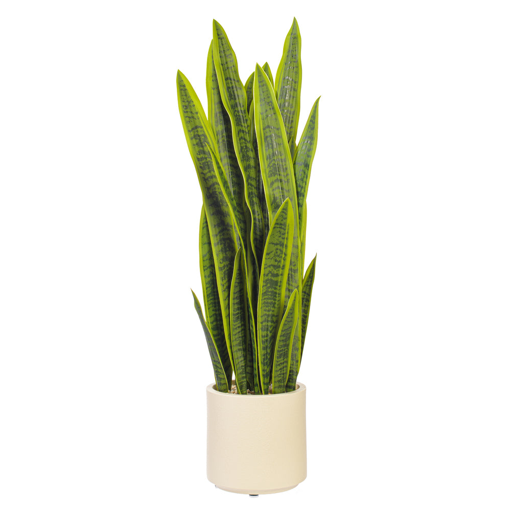 Green Sansevieria Snake Potted