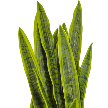 Green Sansevieria Snake Potted