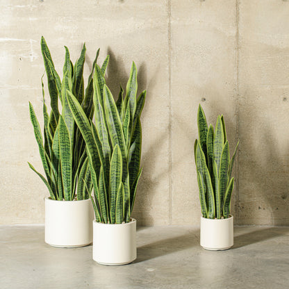 Green Sansevieria Snake Potted
