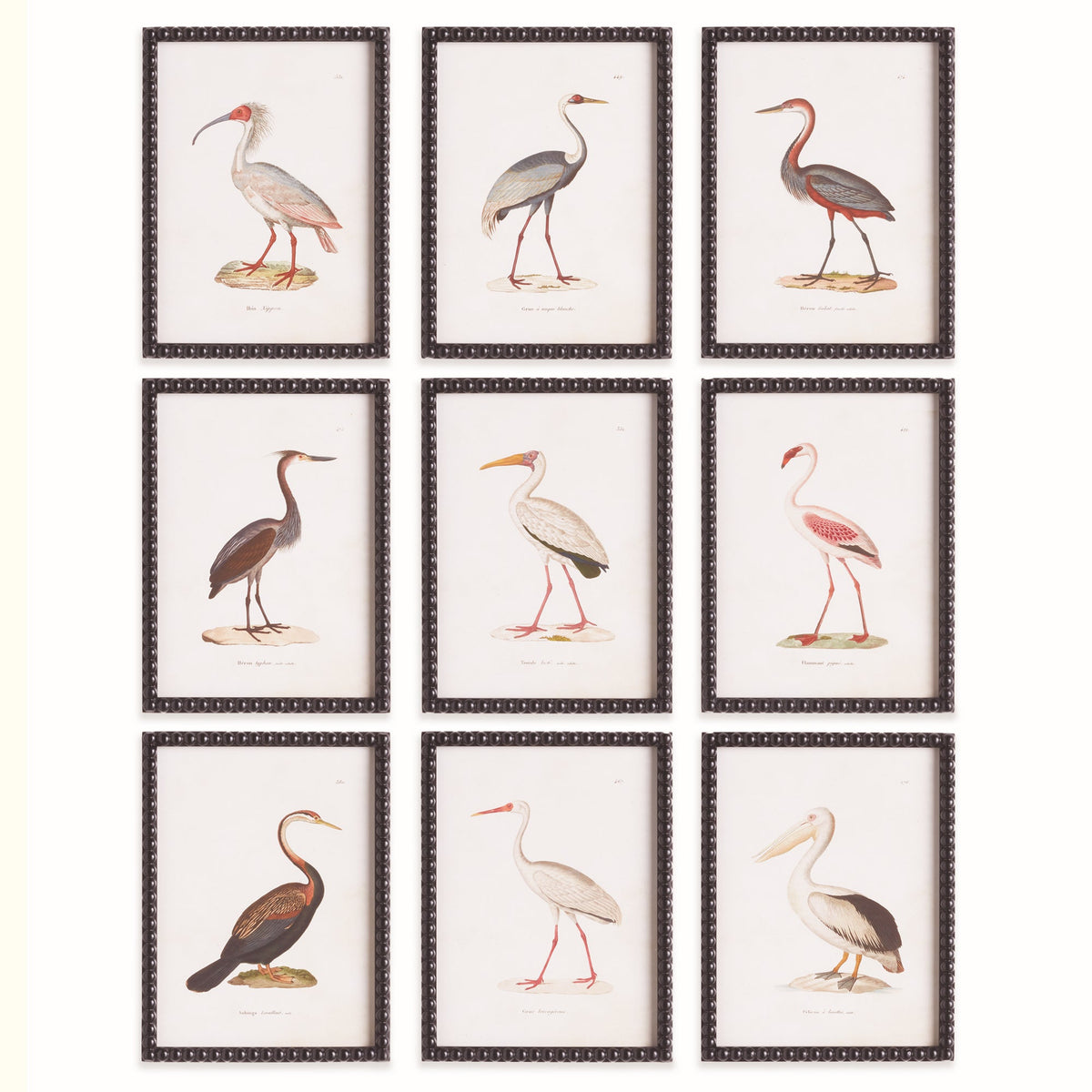 AQUATIC BIRDS STUDY, SET OF 9