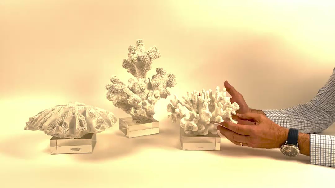 Reef Set of 3 White Coral Sculptures on Glass Stand