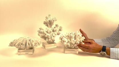 Reef Set of 3 White Coral Sculptures on Glass Stand